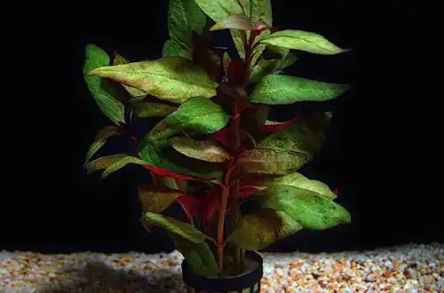 Альтернантера Рейнека лілова (Alternanthera reineckii "lilacina")
