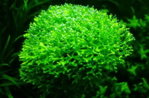 Річча плаваюча (Riccia fluitans)