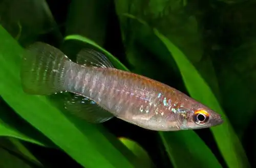 Аплохейліхтіс спілаухен (Aplocheilichthys spilauchen)