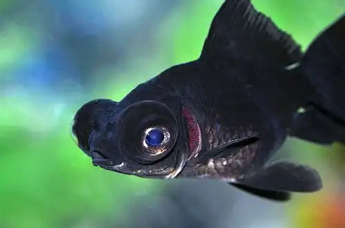 Золота рибка - Чорний телескоп (Black Moor Goldfish)