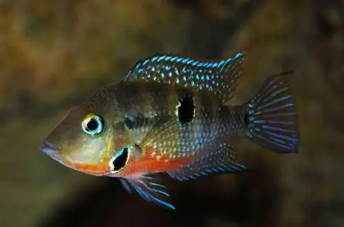 Цихлазома Меєкі або Цихлазома маскова (Thorichthys meeki)