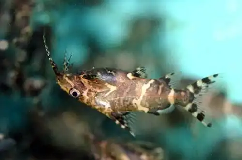 Сомік-перекрут (Synodontis nigriventris)