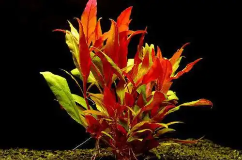 Альтернантера Рейнека рожева (Alternanthera reineckii "Rosaefolia")