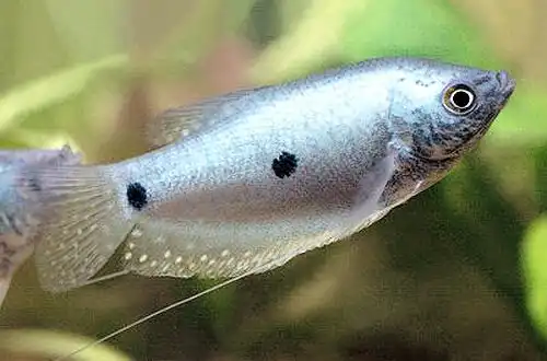 Блакитний Гурамі (Trichopodus