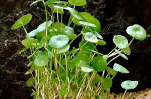Бразильський щитолист (Hydrocotyle leucocephala)