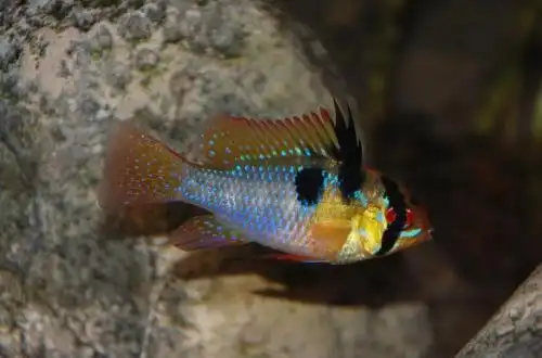 Хроміс метелик або Апістограма Раміреса (Mikrogeophagus ramirezi)