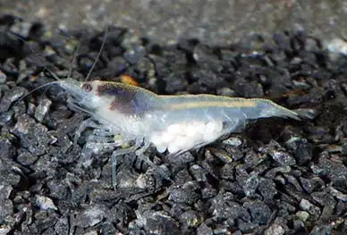 Креветка Біла перлина (Neocaridina "White Pearl")