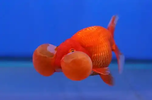 Золота рибка - Водяні очі (Bubble Eye Goldfish)