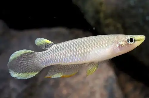 Азіатська щучка або Панхакс (Aplocheilus panchax)