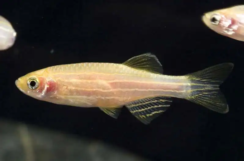 Даніо реріо альбінос (Danio