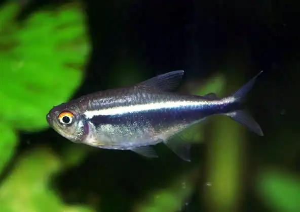 Чорний Неон (Hyphessobrycon