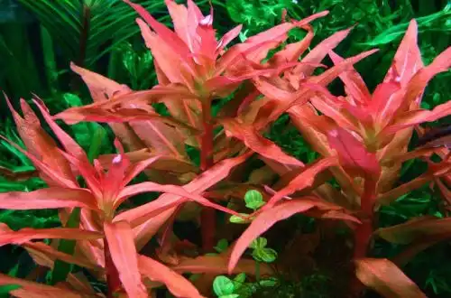 Аманія витончена (Ammannia gracilis)