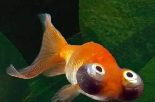 Золота рибка - Зореліт (Celestial Eye Goldfish)