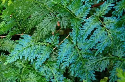 Малайська папороть (Selaginella willdenowii)