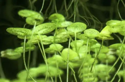 Ряска мала (Lemna minor)