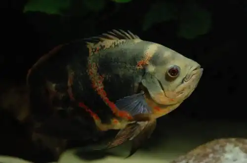 Астронотус або Цихліда Оскар (Astronotus ocellatus)