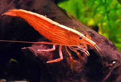 Креветка фільтратор (Atyopsis moluccensis)