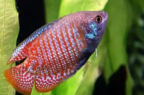 Ляліус (Trichogaster lalius)