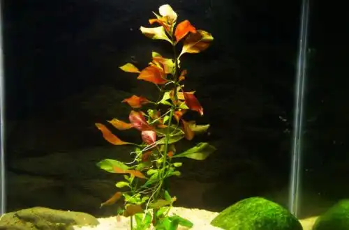 Людвигія повзуча або Людвіга Репенс (Ludwigia repens)
