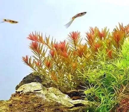 Ротала Оранж Джус (Rotala Rotundifolia «Orange Juice»)