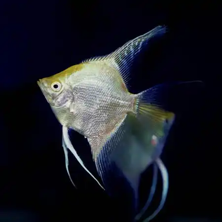 Скалярія (Pterophyllum scalare)