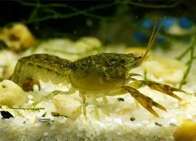 Мексиканський карликовий рак (Cambarellus montezumae)