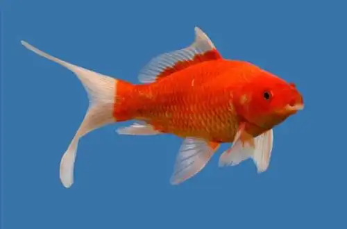 Золота рибка - Комета (Comet Goldfish)