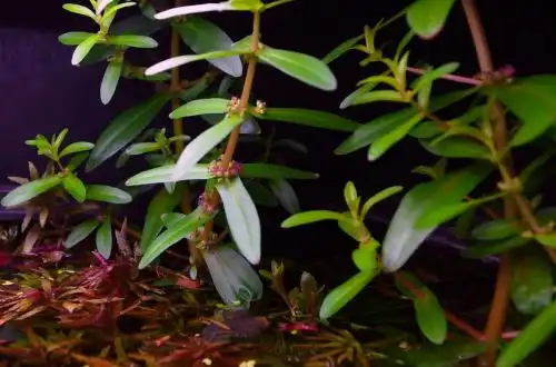 Амманія багатоквіткова (Ammannia multiflora)