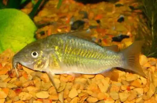 Смарагдовий сомик або Брохіс зелений (Corydoras splendens)