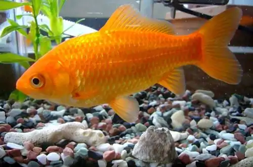 Золота рибка (Carassius auratus)