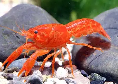 Карликовий помаранчевий рак (Cambarellus "Orange")