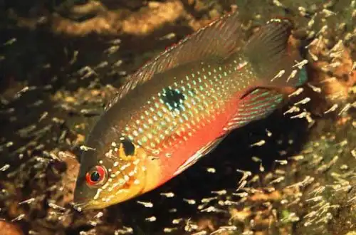 Хроміс-красень (Hemichromis bimaculatus)