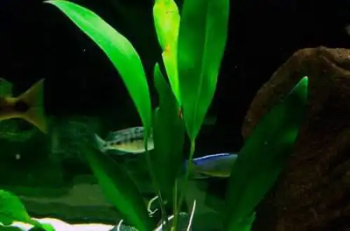 Анубіас Афцелі (Anubias afzelii)