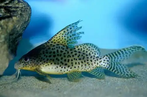 Синодонтис вуалєвий або Синодонтіс еуптерус (Synodontis eupterus)