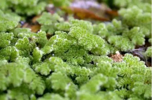 Азолла папоротеподібна (Azolla filiculoides)