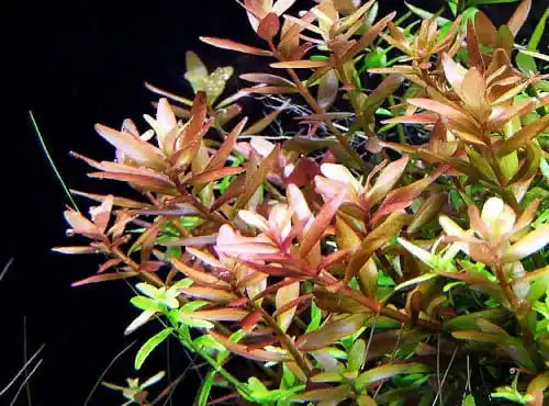 Ротала кругліста (Rotala rotundifolia)