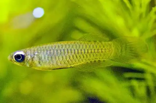 Лампоглазик (Aplocheilichthys kingii)