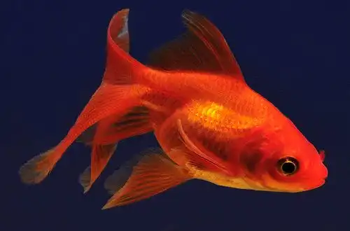 Золота рибка - Німфа (Fantail Goldfish)
