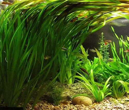 Валіснерія гігантська (Vallisneria australis)