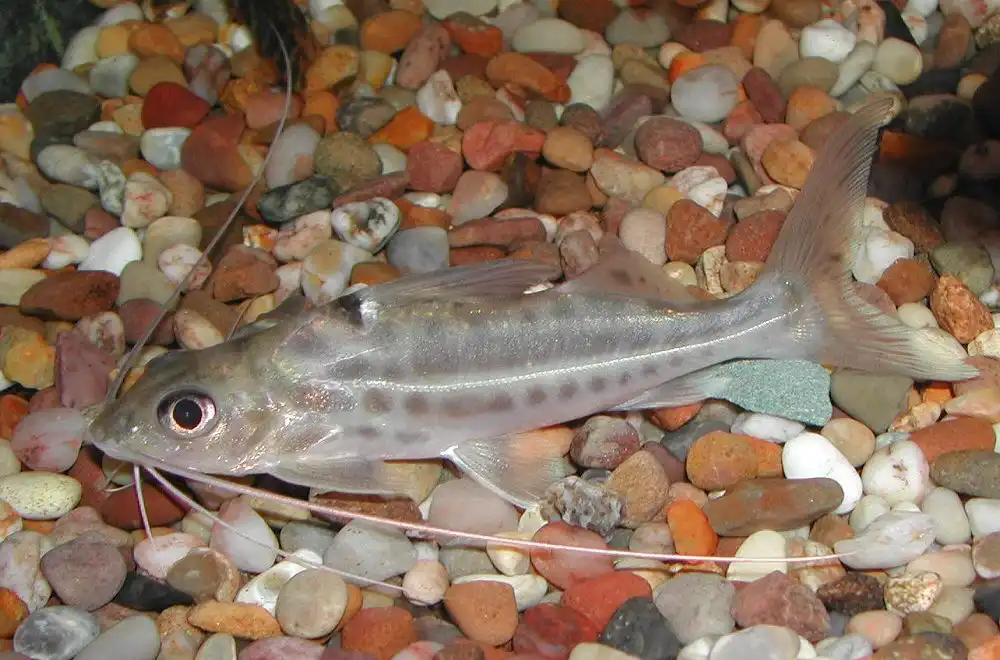 Чотирисмуговий пімелодус (Pimelodus blochii)