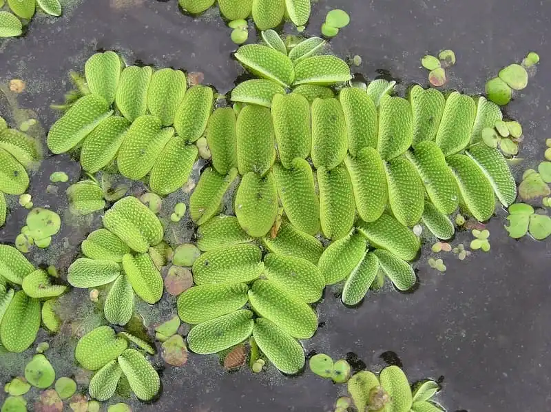 Сальвінія плаваюча (Salvinia natans)
