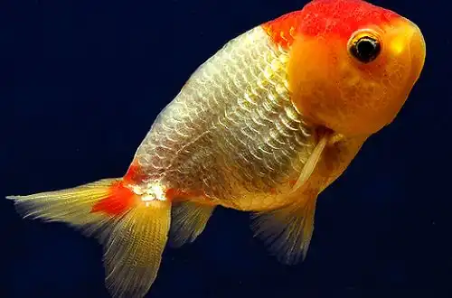 Золота рибка - Левоголовка (Lionhead Goldfish)
