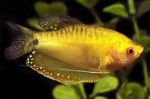 Золотий Гурамі (Trichopodus