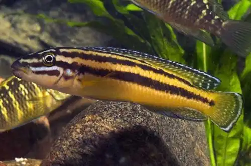 Юлідохром Регана (Julidochromis regani)