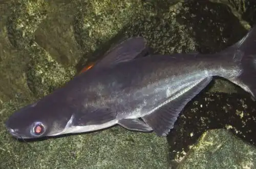 Пангасіус або Акулій сом (Pangasianodon hypophthalmus)