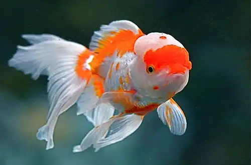 Золота рибка - Оранда (Oranda Goldfish)