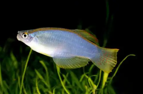 Нігерійський або Лампоглазик, що переливається (Procatopus similis)