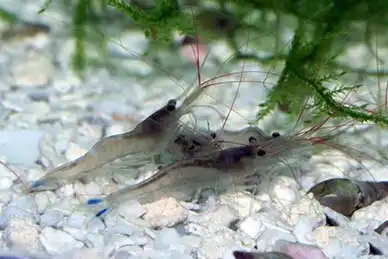 Креветка Блакитнога бджола (Caridina caerulea)