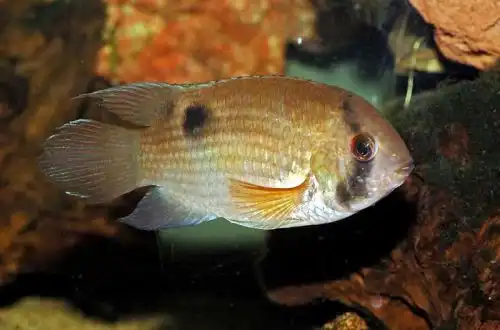 Акара Мароні (Cleithracara maronii)