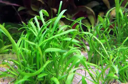 Лілеопсис бразильський (Lilaeopsis brasiliensis)